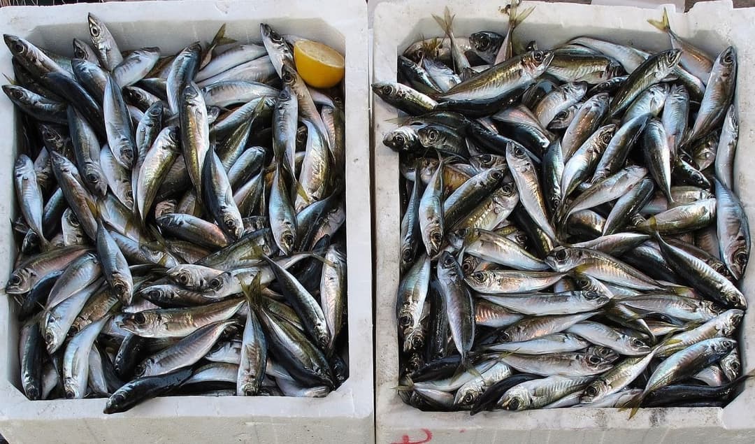 Peti berisi ikan segar yang sedang disortir untuk pengiriman