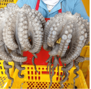 Gurita (Octopus)